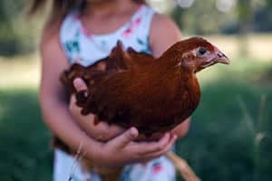 Kann Man Ein Huhn Als Haustier Halten? (Verrückte Idee?)