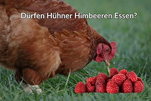 Dürfen Hühner Himbeeren Essen? („Gesunde Ernährung“)