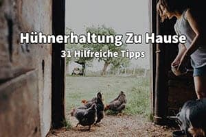 Hühnerhaltung Zu Hause | 31 Hilfreiche Tipps