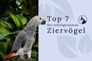 Die Klügsten Ziervögel | Top 7 Der Intelligentesten Vögel