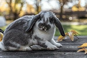 Ist Kaninchen Urin Schädlich Für Den Menschen?