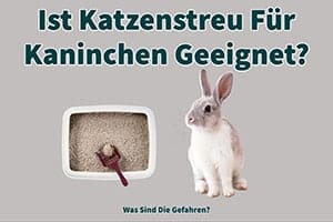 Ist Katzenstreu Für Kaninchen Geeignet? Was Sind Die Gefahren?