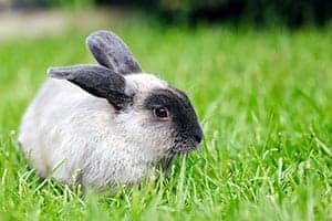 Mini Lop Kaninchen: Ernährung | Größe | Zucht | Unterbringung | Pflege