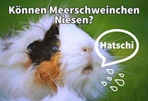 Können Meerschweinchen Niesen? Musst Du Dir Sorgen Machen, Wenn Sie Niesen?