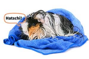 Können Sich Meerschweinchen Erkälten? Wie Kalt Ist Zu Kalt?