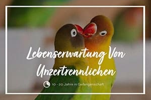 Lebenserwartung Von Unzertrennlichen – Wie Lange Leben Unzertrennliche?