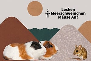 Locken Meerschweinchen Mäuse An? Oder Sogar Ratten?