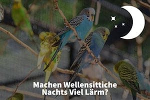 Machen Wellensittiche Nachts Viel Lärm?