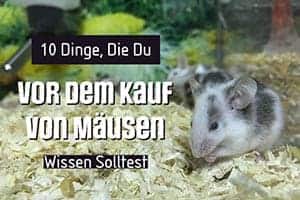 10 Dinge, Die Du Vor Dem Kauf Von Mäusen Wissen Solltest