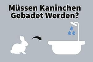 Müssen Kaninchen Gebadet Werden | Solltest Du Sie Baden?