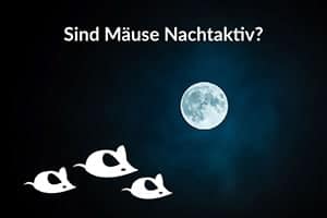 Sind Mäuse Nachtaktiv? Werden Sie Einfach Den Ganzen Tag Schlafen?