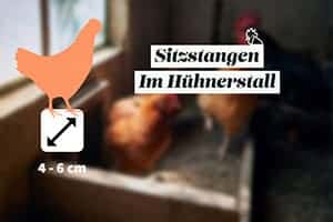 Sitzstangen Im Hühnerstall: Was Ist Der Ideale Durchmesser Der Hühnerstangen?