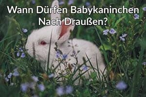 Wann Dürfen Babykaninchen Nach Draußen? In Welchem Alter Ist Es Sicher!