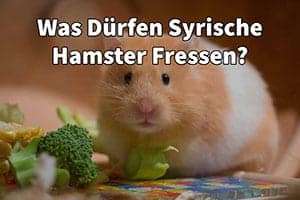 Hamster Ernährung: Was Dürfen Syrische Hamster Fressen?