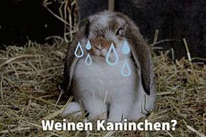 Weinen Kaninchen? Weinen Kaninchen Tränen Und Warum?