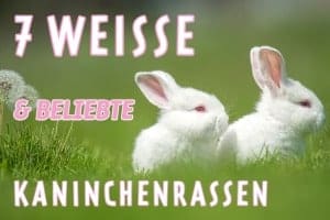 Weiße Kaninchenrassen | 7 Weiße Hauskaninchenrassen