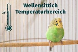 Wellensittich Temperaturbereich | Innen- Und Außentemperaturen