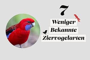 7 Weniger Bekannte Ziervogelarten | Sei Anders!