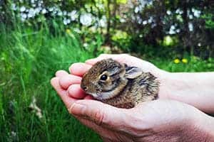 Wie Erkenne Ich, Wie Alt Ein Kaninchenbaby Ist? Alter, Größe Und Gewicht