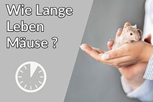 Wie Lange Leben Mäuse? Lebensspanne | Lebenserwartung