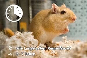 Wie Lange Leben Rennmäuse (Faktoren Zur Lebensspanne)