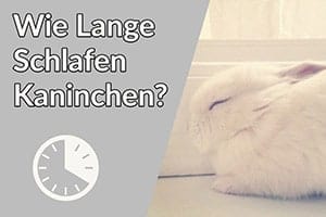 Wie Lange Schlafen Kaninchen?