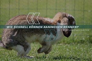 Wie Schnell Können Kaninchen Rennen? Wild- und Hauskaninchen Geschwindigkeiten