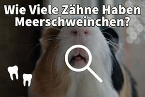 Wie Viele Zähne Haben Meerschweinchen?