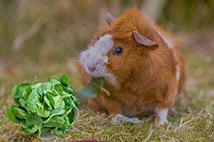 Dürfen Meerschweinchen Spinat Essen? (Und Anderes Blattgemüse?)