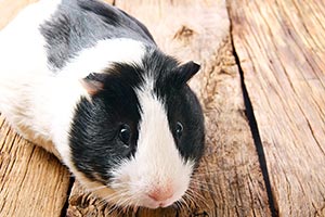 Können Meerschweinchen Schluckauf Haben? (Ursachen Und Was Zu Tun Ist)