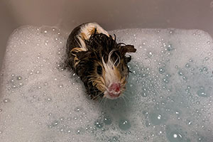 Können Meerschweinchen Schwimmen? Ist Es Gefährlich Für Sie?