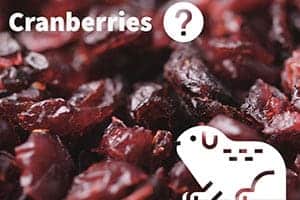 Dürfen Meerschweinchen Cranberries Essen? (Portionsgröße, Gefahren & Mehr)