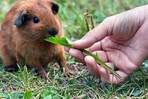 Dürfen Meerschweinchen Löwenzahn Essen? (Portionsgröße, Gefahren & Mehr)