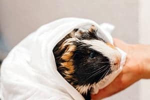 Wie Man Ein Meerschweinchen Badet | Anleitung In 10 Schritten