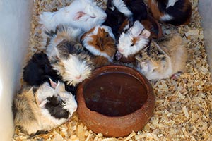 Können Meerschweinchen Aus Einem Napf Trinken? (Wasserbedarf)