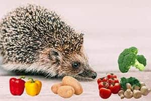 Was Fressen Haustier Igel (Und Was Sollte Man NICHT An Igel Verfüttern)?
