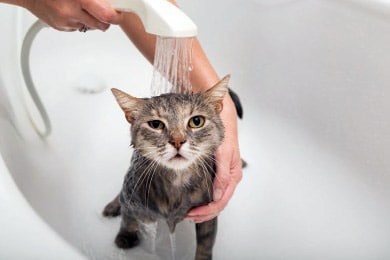 Müssen Getigerte Katzen Wirklich Gebadet Werden?