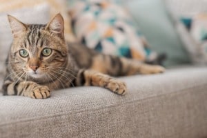 Können Getigerte Katzen Hauskatzen Sein?