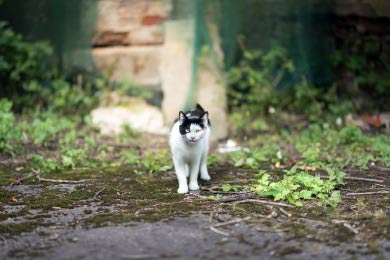 Kann Eine Hauskatze Draußen Überleben – Die Fakten!