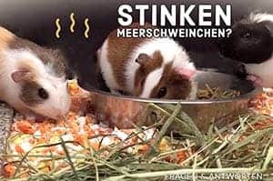 Stinken Meerschweinchen? Wie Man Den Geruch Vermindert | Verbessert