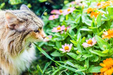 Warum Deine Maine Coon Erbricht Und Wie Du Helfen Kannst