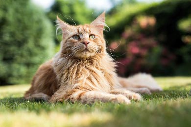 Sind Maine Coon Katzen Faul Oder Aktiv?