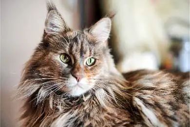 Maine Coon Katzen: Vor- und Nachteile – Solltest du Dir Eine Zulegen?