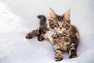 Warum Deine Maine Coon So Klein Ist: 5 Mögliche Gründe