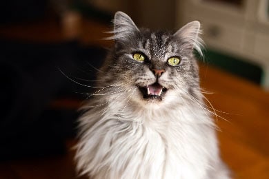 Warum Maine Coon Katzen Sabbern Und Wann Man Sich Sorgen Machen Sollte