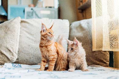 Maine Coon vs. Normale Hauskatze – Warum Maine Coon Katzen Besser Sind