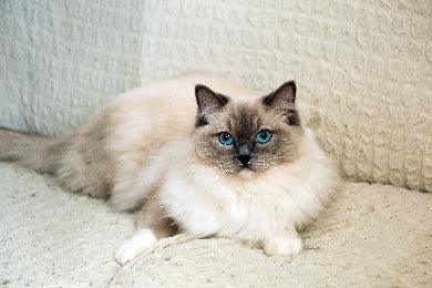 Sind Ragdoll-Katzen Für Anfänger Geeignet?