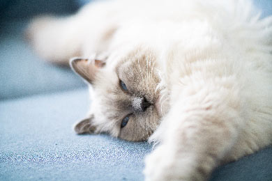 Sind Ragdoll-Katzen Verschmust?