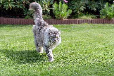 Warum Sind Maine Coon Katzen So Teuer? Hier Ist Der Wahre Grund