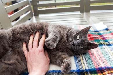 Was Bedeutet Es, Wenn Deine Katze Sich Gerne Von Dir Am Bauch Streicheln Lässt?